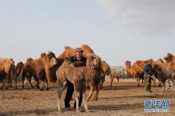 牧民视角下的沙漠骆驼探寻之旅，独特体验与VCR的启示