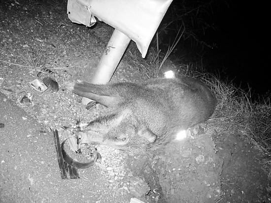 男子撞飞两头野猪被判全责，事件背后的法律与人道关怀探讨