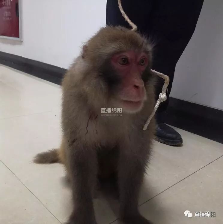 官方通报，女子救下猕猴并养护半年，人与自然和谐故事感人至深