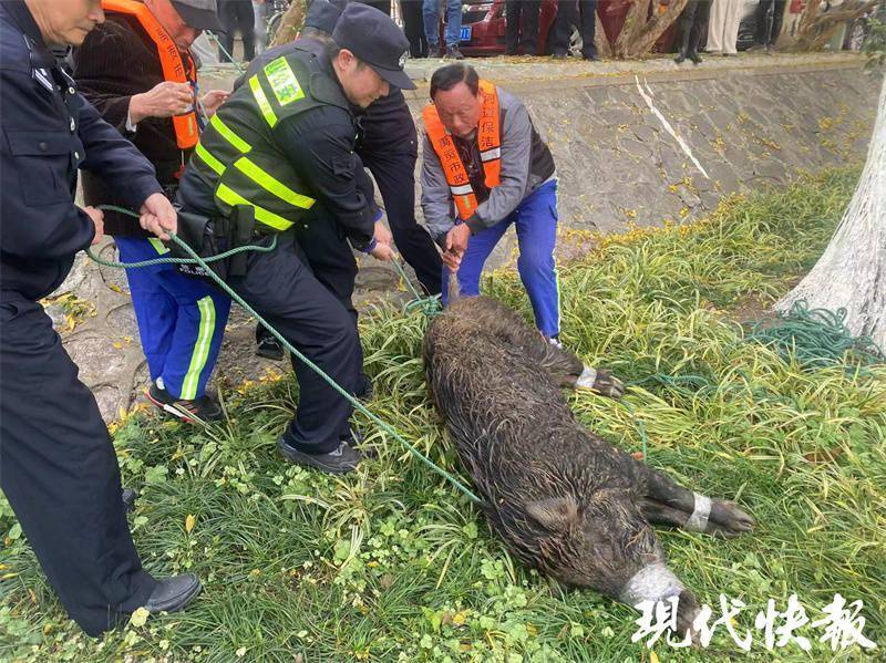 南京地铁隧道内野猪事件真相与启示，管理漏洞及应对之道