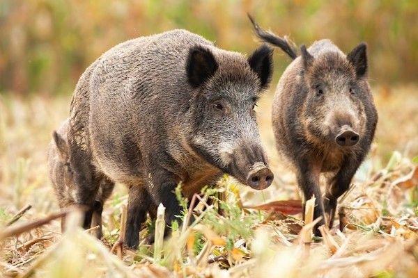 男子收养每日蹭吃的野猪，人与自然的和谐共处之道探索