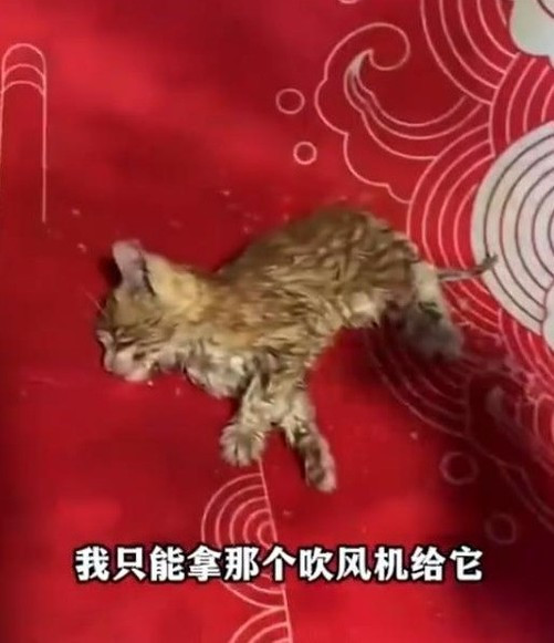 吹风机温暖拯救小猫，生命奇迹的诞生