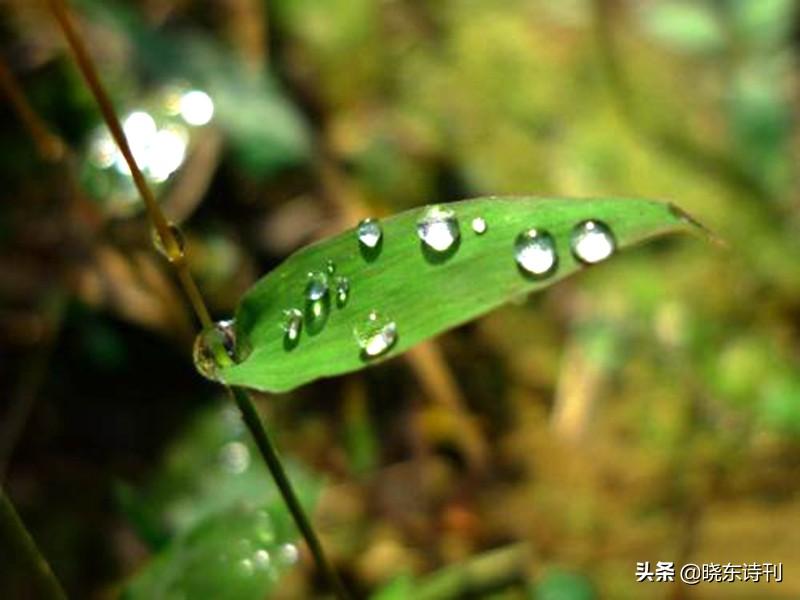 古典文学中的秋意浓情，寒露的诗句赏析