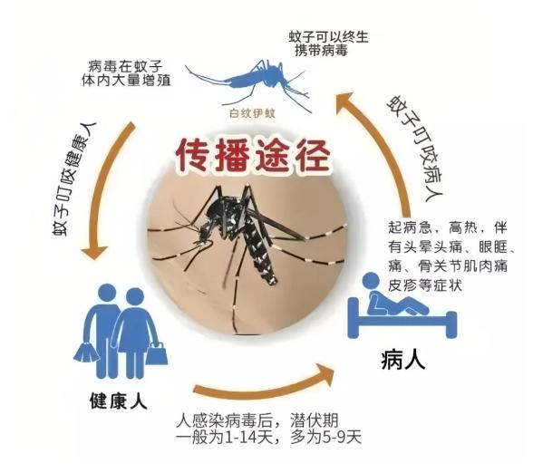 登革热传播机制详解，人与人之间的传染与防控策略