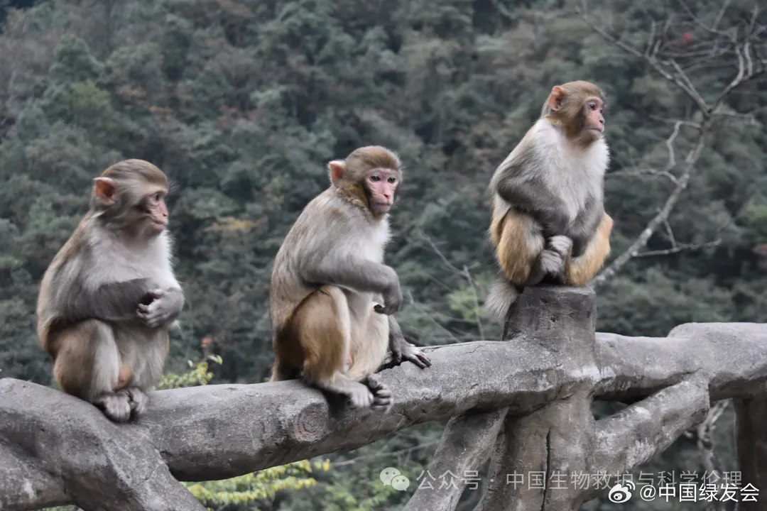 景区回应张家界游客与猴子互殴事件，反思与行动至关重要