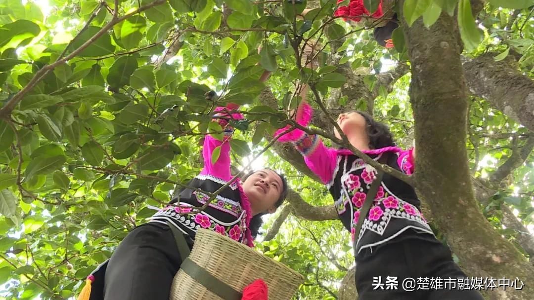 哀牢山古树茶，独特风味探寻，究竟归属何方茶系？