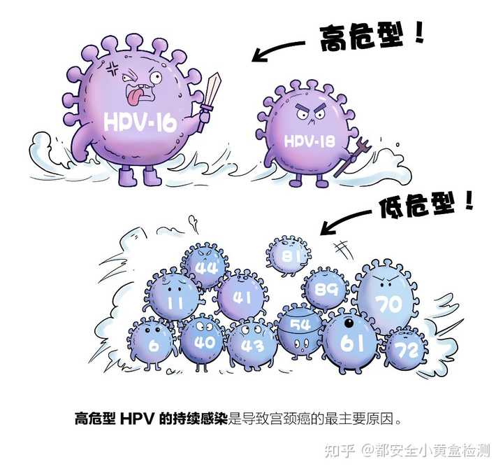 HPV病毒解析及治愈可能性探讨