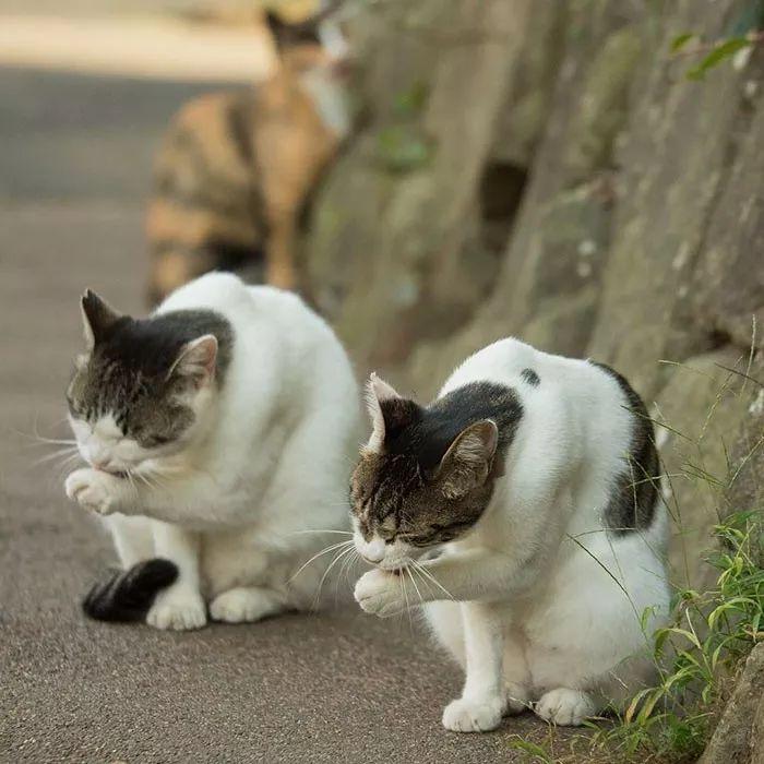 猫背后的故事，拍拍拍中的温情与秘密