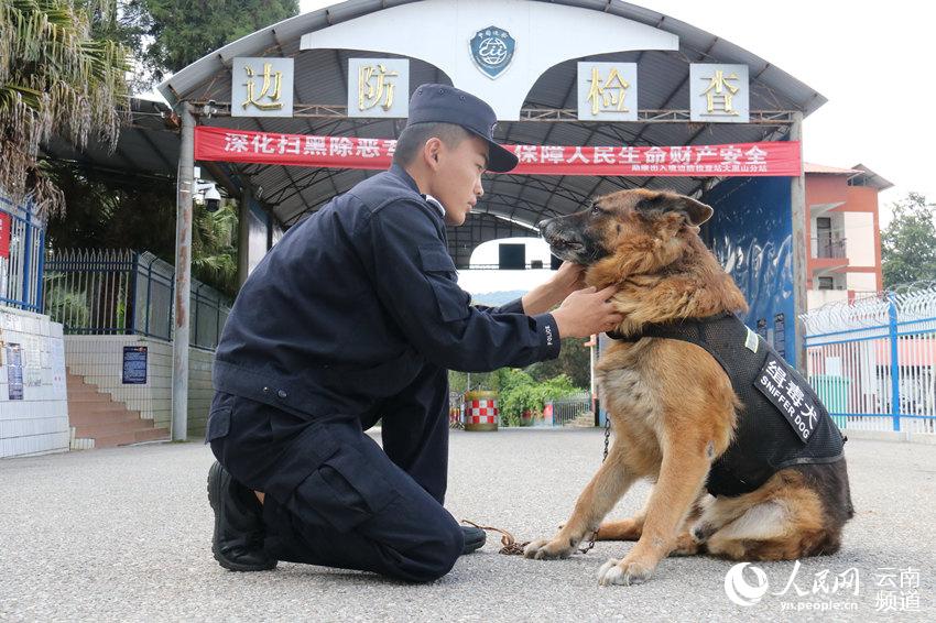 云南警犬因工作精神不足遭通报批评，职责与关怀的平衡之道探索