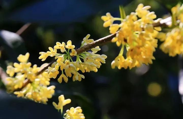 中秋桂花香四溢，揭晓生肖幸运揭晓时刻