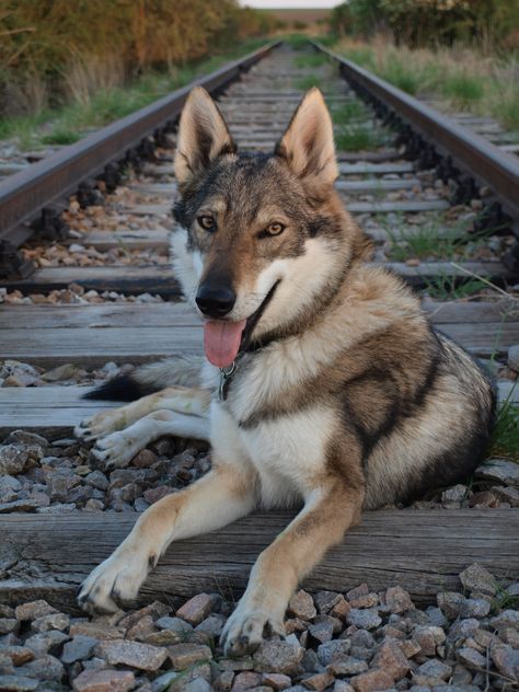 捷克斯洛伐克狼犬，历史渊源、特性及现状探究