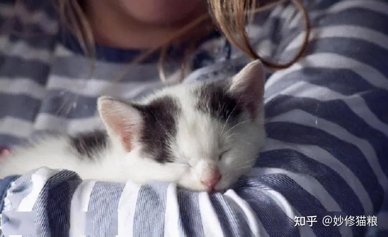 温馨亲密的养猫指南，如何培养小猫咪进被窝的习惯