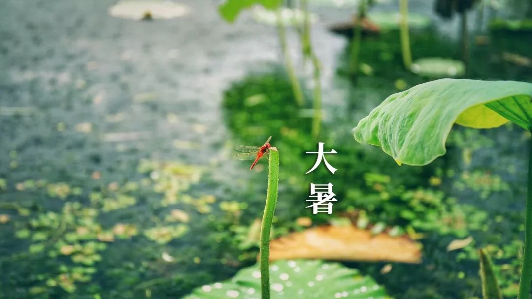 大暑三候，探寻中国传统节气中的智慧精髓