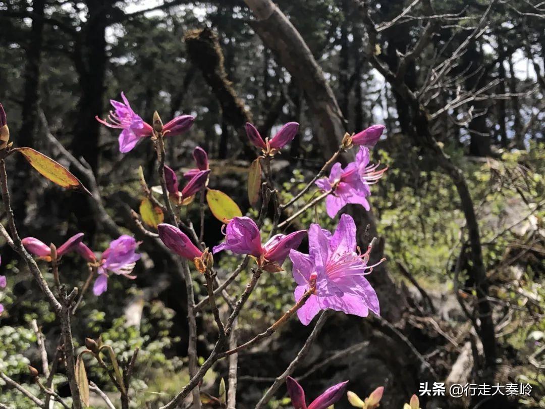 冰晶峰，探寻神秘未知之地