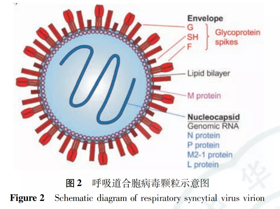 合胞病毒，全面解析、预防与治疗策略