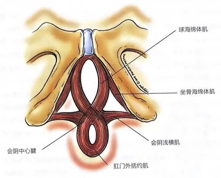 括约肌功能与重要性，人体生理学之关键要素