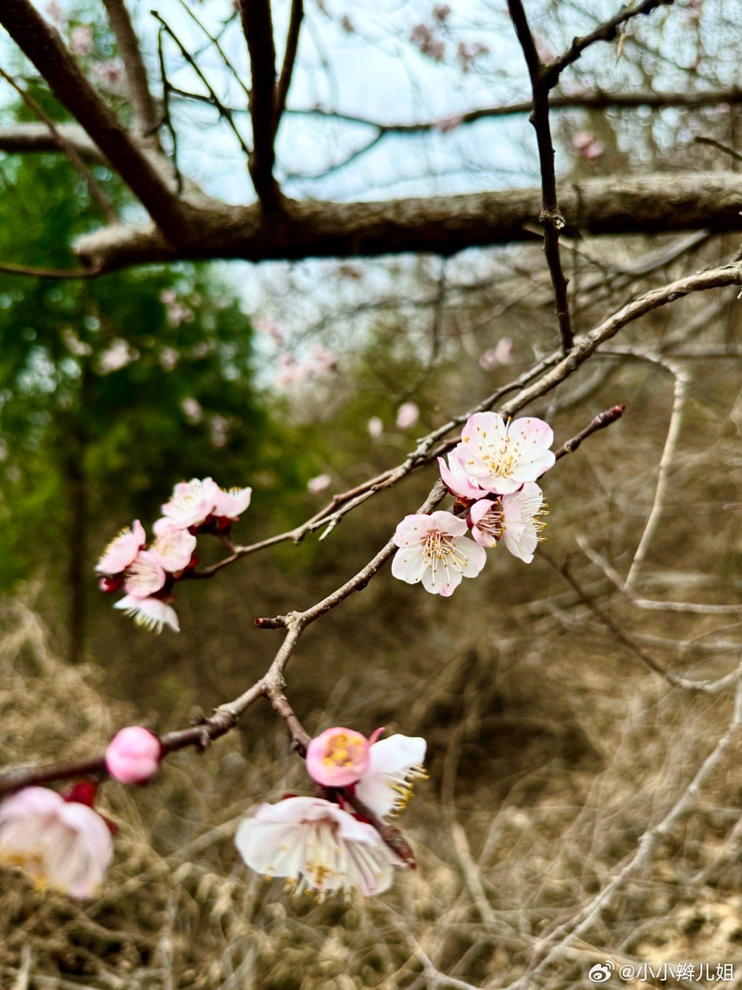 蛇年双春现象揭秘，天文地理知识解读神秘两头春现象