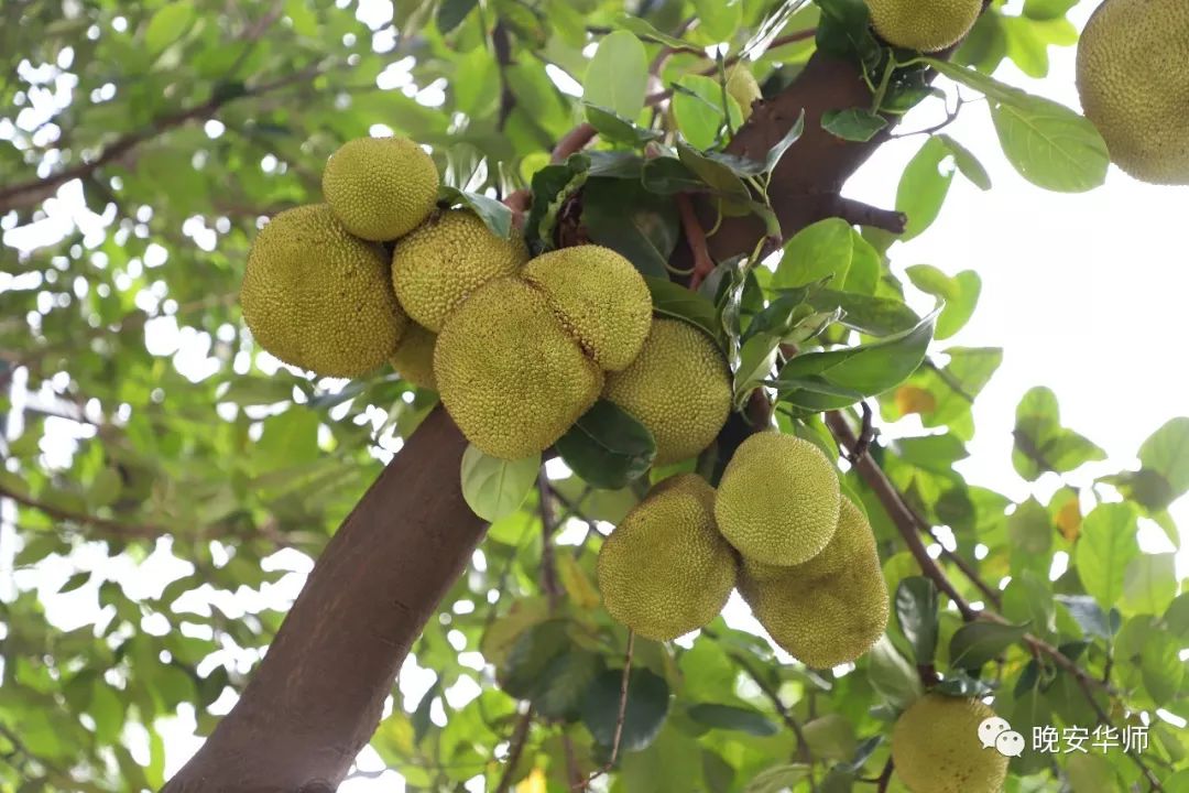 邪恶栀子花与菠萝蜜的秘密战争