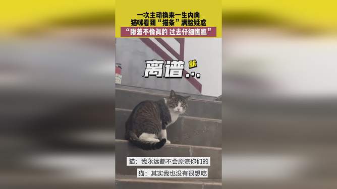 猫猫的主动行为，一生内向的起点