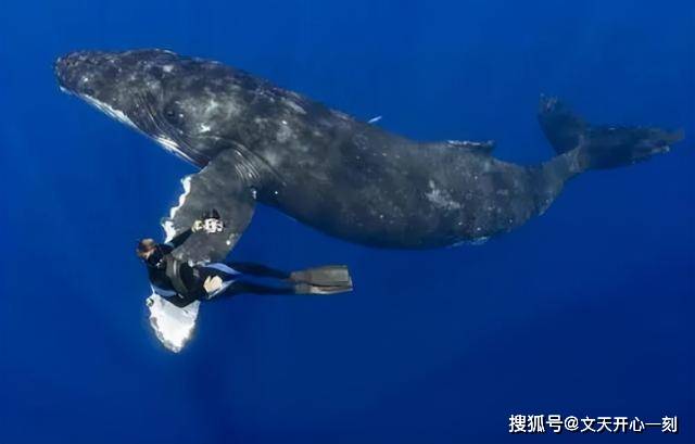 海洋惊魂！男子被鲸鱼吞下再吐出