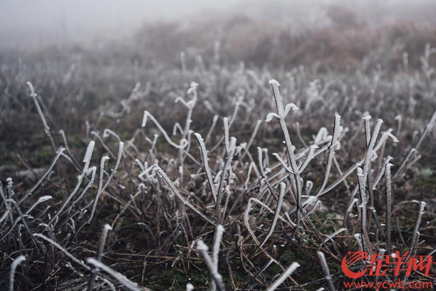 多个黄色预警下的挑战，寒潮、暴雪、大雾的应对与反思