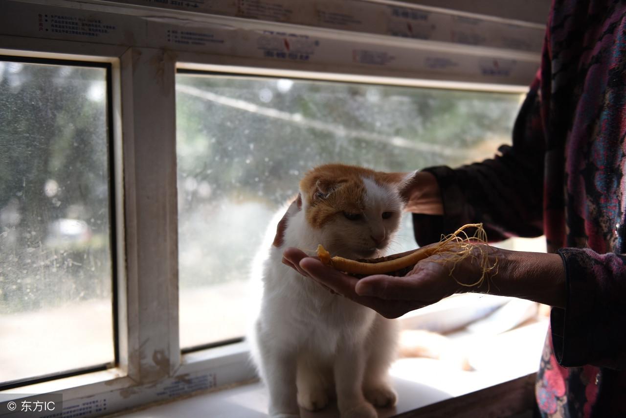 猫也能肇事逃逸？难以置信的真相！