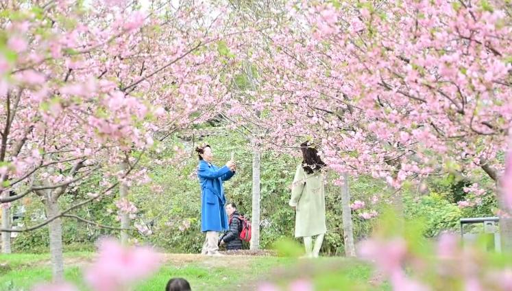 春日樱花地图，奇幻旅程探寻樱花盛开之地