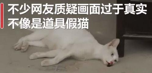 男子虐猫事件引发街道反思，行动重要性凸显